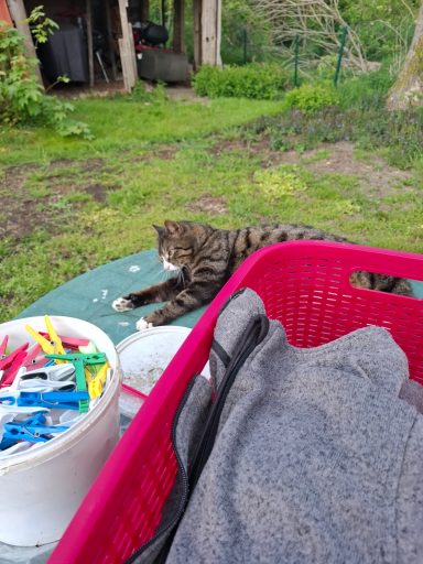 Besuch Eine getigerte Katze liegt entspannt auf einem Tisch neben einem Wäschekorb.