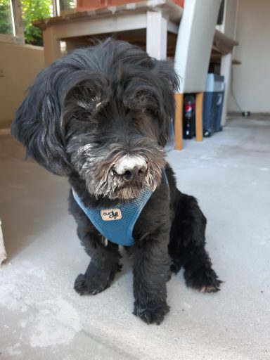 Bauphase Schwarzhaariger Hund mit weißer Schnauze sitzt auf einem grauen Boden.