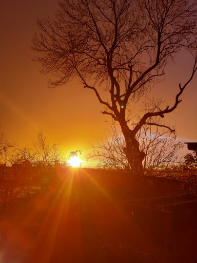 Wundervolle Momente Sonnenuntergang hinter einem Baum, mit warmen orangefarbenen Lichtstrahlen.