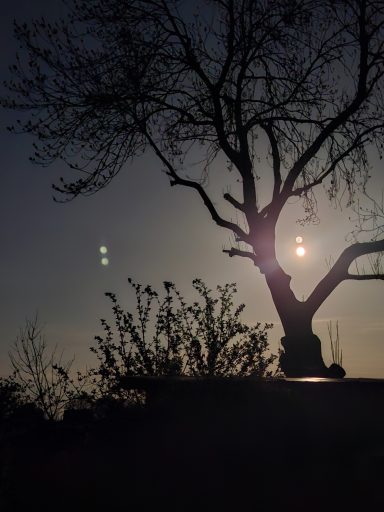 Bei Nacht Silhouette eines Baumes vor einem Abendhimmel mit schwachem Licht und Pflanzen im Vordergrund.